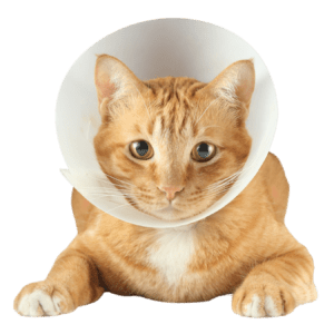 8 New Family Member - cat