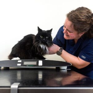 kings cat scales Nurse Clinics in Leicester