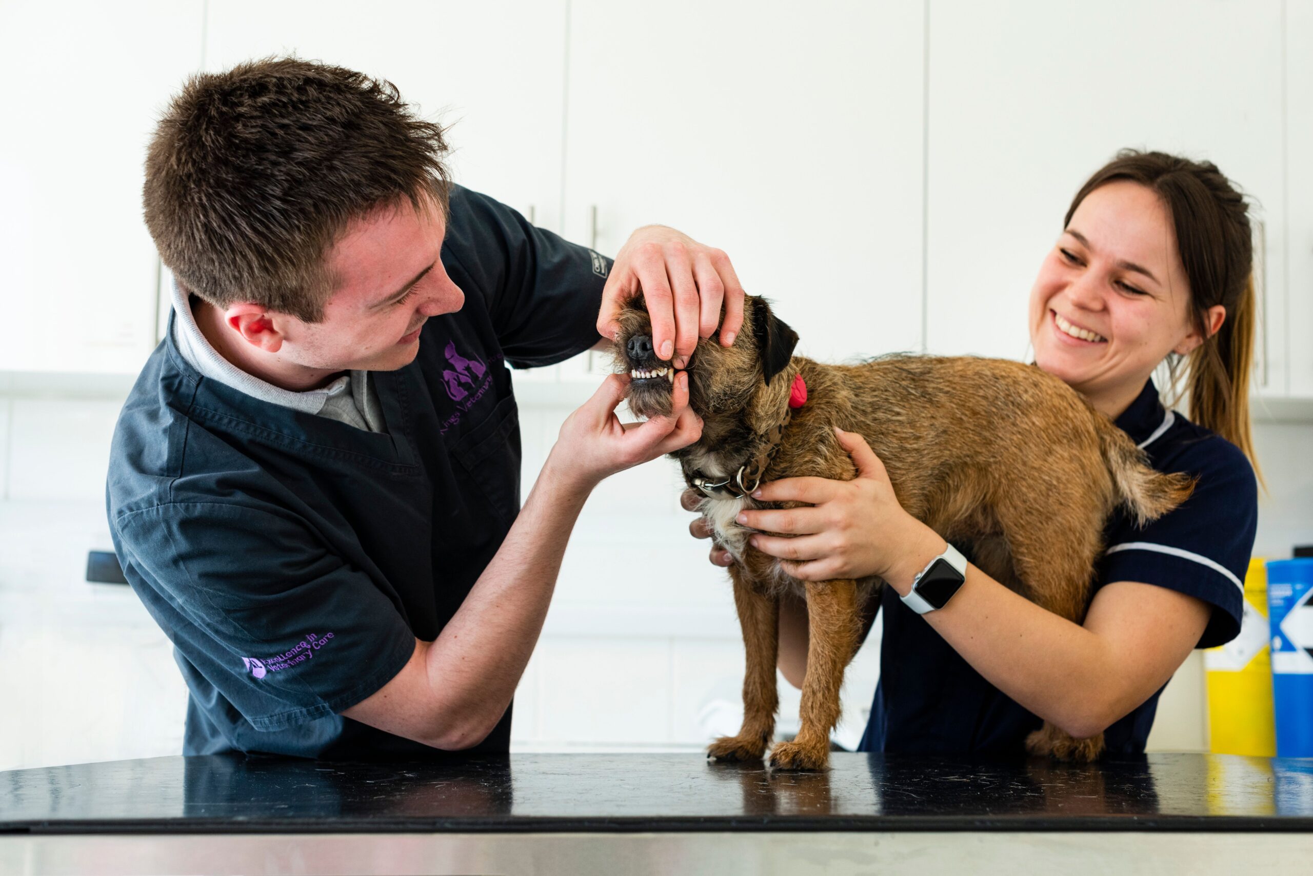 kings dental dental clinic for pets