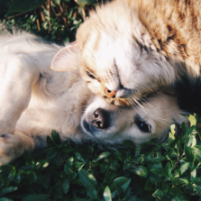 pics-2486-x-1849-px-223x223 Saying Goodbye to your pets