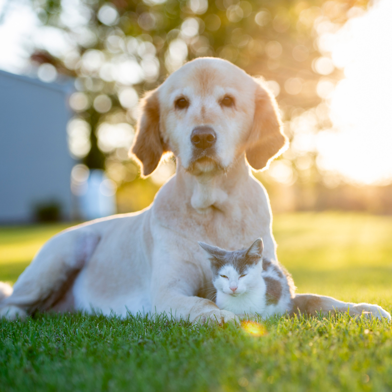 Pet Microchipping Leicester Pet Microchipping Leicester