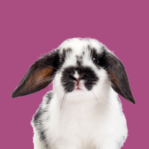 Neutering your rabbit Neutering your rabbit