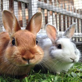 Rabbit Vaccinations Rabbit Vaccinations