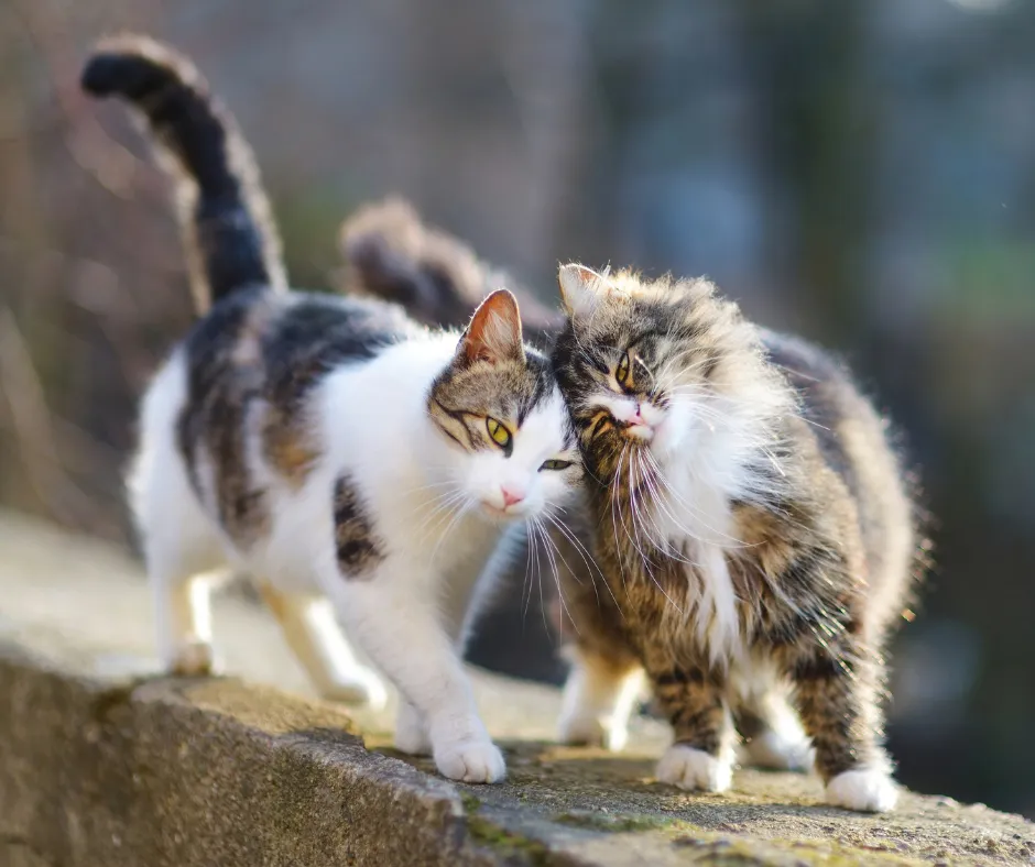 flea-prevention-cats cat Flea and Worm Treatment