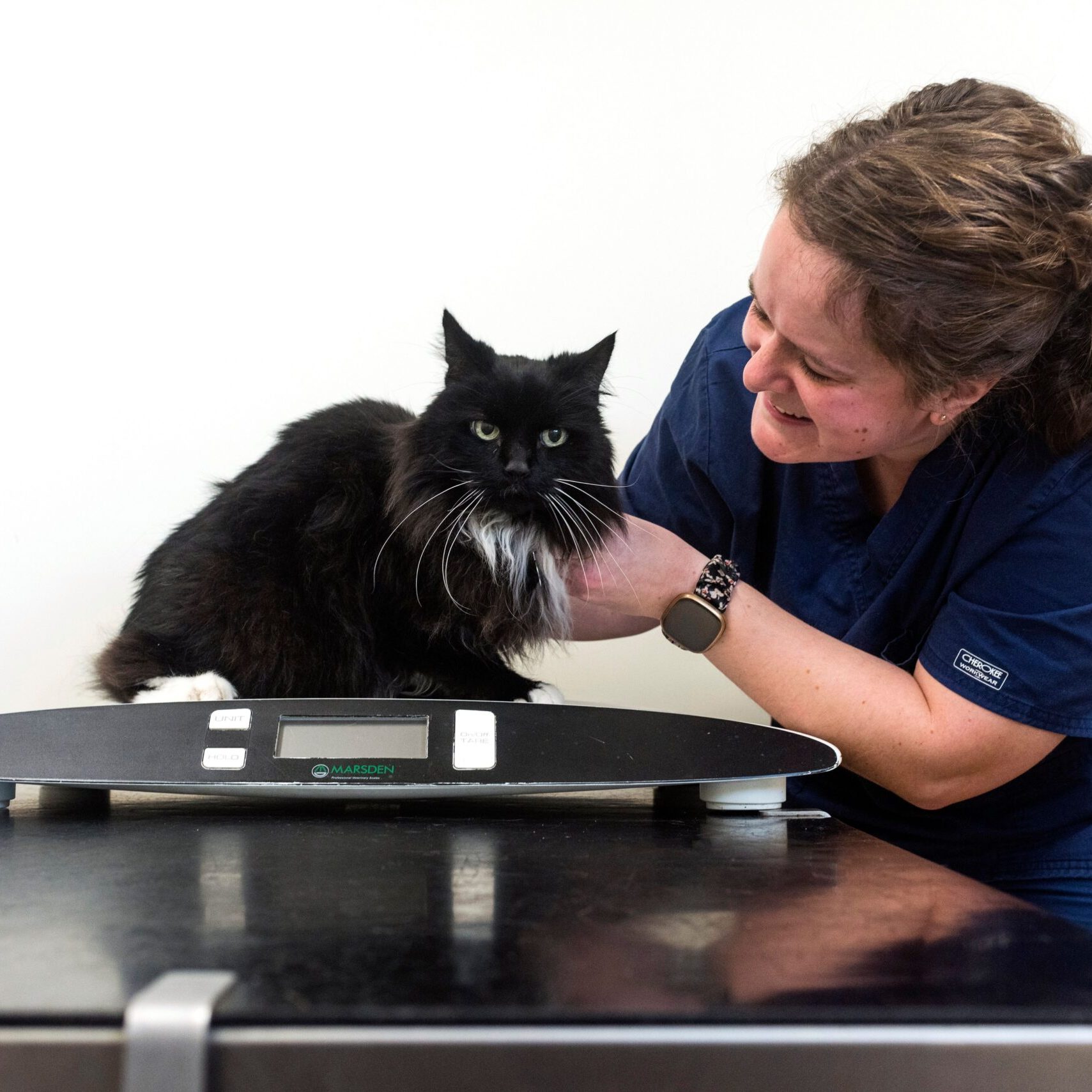 Cat Neutering services in Leicester Cat Neutering services in Leicester