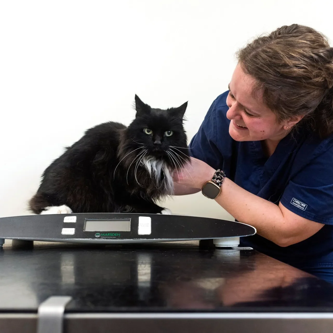 Cat Microchipping Services Leicester Cat Microchipping Services Leicester