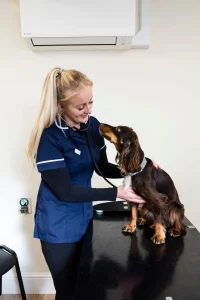 Leicester Dog Vaccinations Leicester Dog Vaccinations